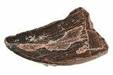 Serrated, Juvenile Carcharodontosaurus Tooth #214445-1